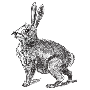 Year of the Rabbit